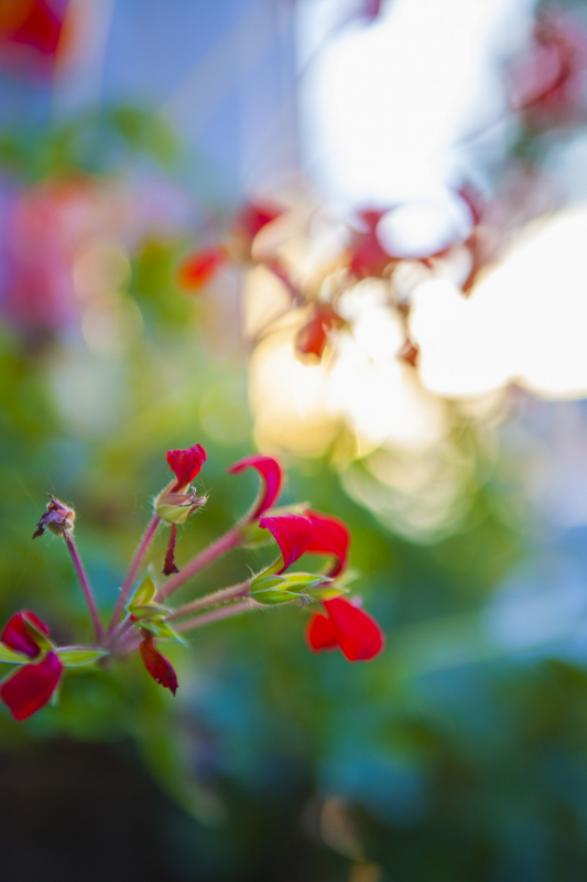 Geranium.