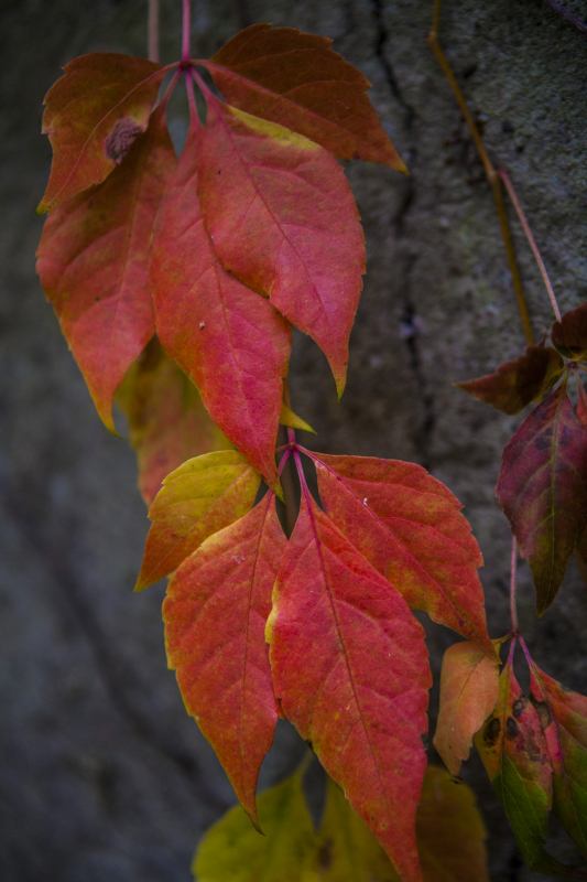 herfstkleur.
